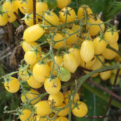 Barry's Crazy Cherry - 4