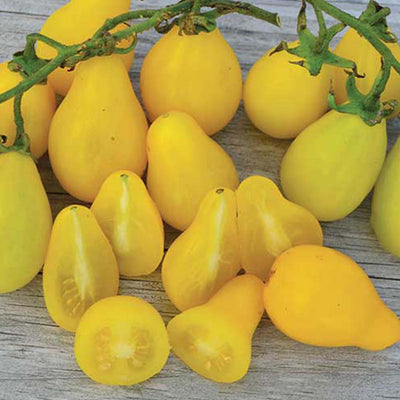Yellow Beam's Pear - 4" Pot