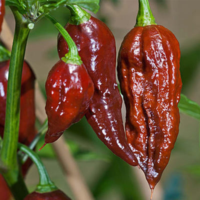 Bhut Jolokia (Ghost) Chocolate - 4" Pot