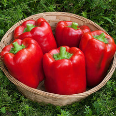 California Wonder - 4