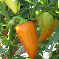 Floral Gem/ Coloro - 4