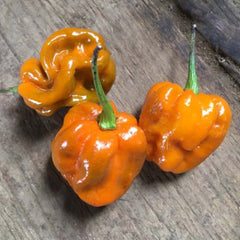 Habanero Mustard - 4