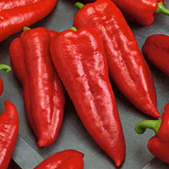 Italian Long Sweet - 4