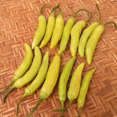 Chileno Sierra Nevada - 4