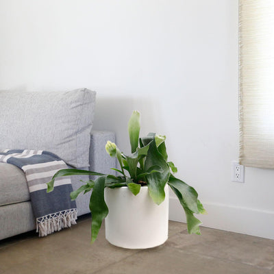 Staghorn Fern Medium