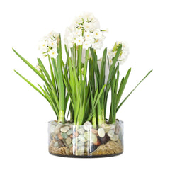 Paperwhite Bulb Kit with X-Large Bulbs