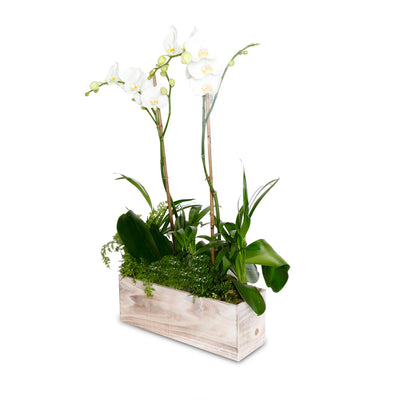 Orchids in White Wash Rectangle Wood Planter
