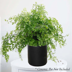Maidenhair Fern - Adiantum - 6in