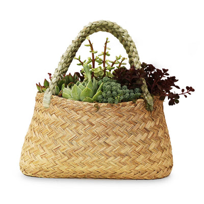 Succulents in Large Grass Purse