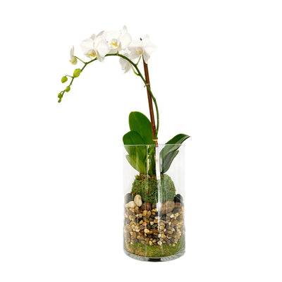Orchid Kokedama in Glass Cylinder