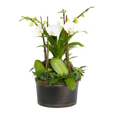 White Orchids in Large Black and Copper Low Tin