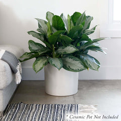 Aglaonema Silver Bay - 10