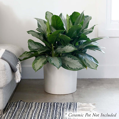 Aglaonema Silver Bay - 10" Pot