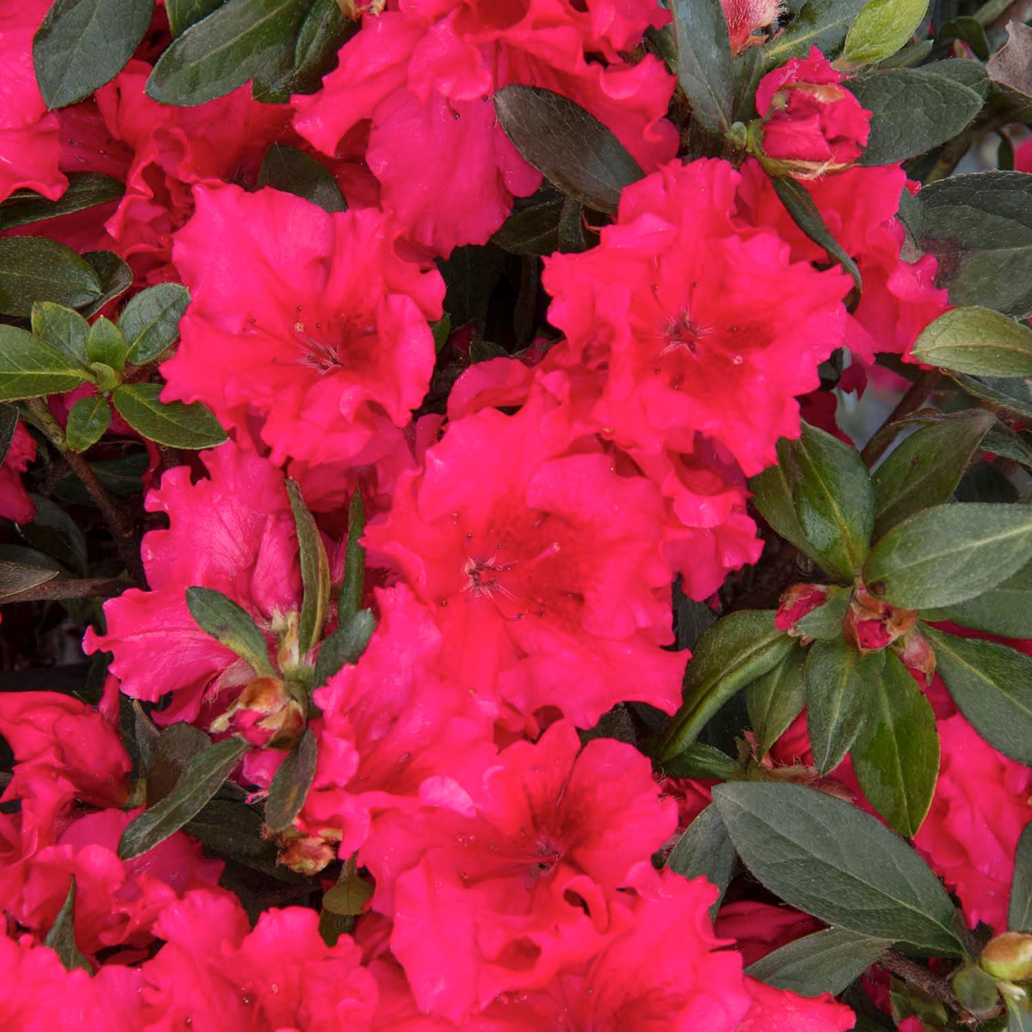 Azalée Rose Ruffels Azalea 'Red Ruffles' - Red Ruffles Azalea - 2 Gallon – Roger's Gardens