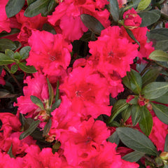 Azalea 'Red Ruffles' - Red Ruffles Azalea - 2 Gallon