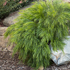 Acacia Cognata 'Cousin Itt' PP - 2 Gallon