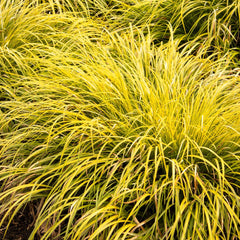 Acorus 'Ogon' - Acorus Ogon - 1 Gallon