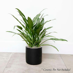 Chinese Evergreen - Aglaonema cutlass - 6in