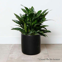 Chinese Evergreen - Aglaonema 'Tigress' - 10in