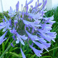 Agapanthus africanus - Agapanthus - 5 Gallon