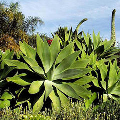 Agave attenuata - American Agave - 5 Gallon