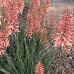 Aloe 'Safari Rose' PP - Safari Rose Aloe - 1 Gallon