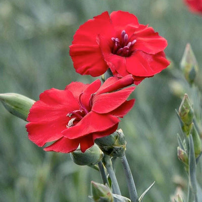 Dianthus 'Cherry Pie'™ - Cherry Pie Dianthus - 1 Gallon
