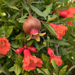 Pomegranate 'Smith Angel Red'® PP - Angel Red Pomegranate - 5 Gallon