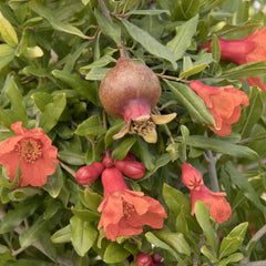 Pomegranate 'Smith Angel Red'® PP - Angel Red Pomegranate - 2 Gallon