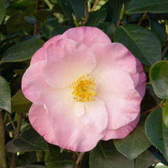 Camellia 'April Remembered'® - April Remembered Ice Angels Camellia - 5 Gallon