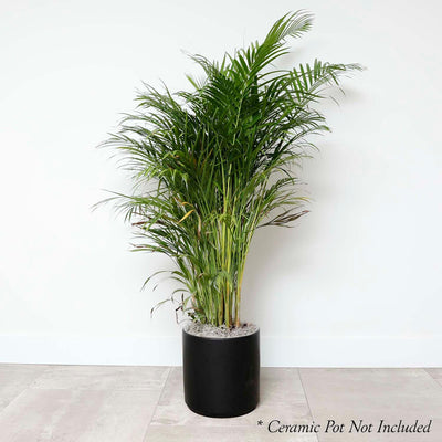 Areca Palm - Chrysalidocarpus lutescens - 10in