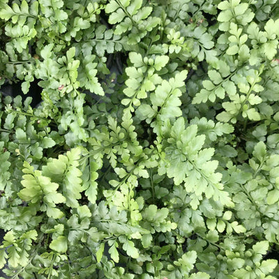Asplenium 'Austral Gem'™ - Austral Gem Bird's Nest Fern - 1 Gallon