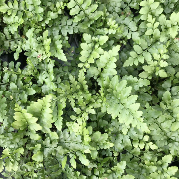 austral gem bird's nest fern Asplenium 'Austral Gem'™ - Austral Gem Bird's Nest Fern