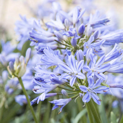 Agapanthus 'Baby Pete' PP - Baby Pete Agapanthus - 7 Inch