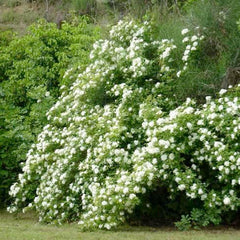 Banksii 'Alba Plena - 1 Gallon