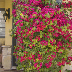 Bougainvillea 'Barbara Karst' - Barbara Karst Bougainvillea - Staked - 5 Gallon