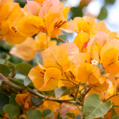 Bougainvillea 'Bengal Orange' - Bengal Orange Bougainvillea - Staked - 2 Gallon