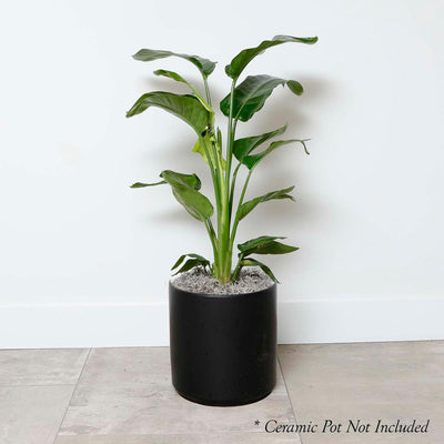 Bird of Paradise - Strelitzia nicolai - 10in