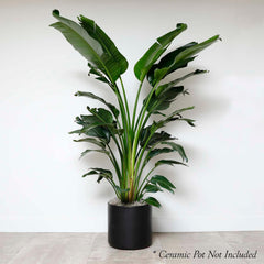 Bird of Paradise - Strelitzia nicolai - 14in