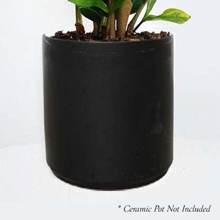 盆栽 piera Penn Plax Red Bonsai 8