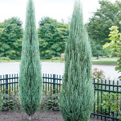 Juniperus 'Blue Arrow' - Blue Arrow Juniper - 5 Gallon