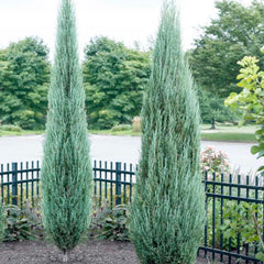 Juniperus 'Blue Arrow' - Blue Arrow Juniper - 10 Gallon