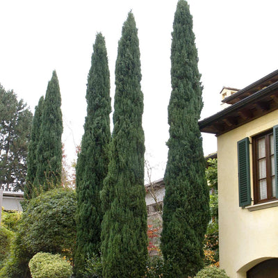 Cupressus semp. 'Glauca' - Blue Italian Cypress - 15 Gallon
