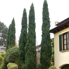 Cupressus semp. 'Glauca' - Blue Italian Cypress - 7 Gallon