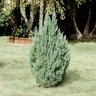 Juniperus 'Blue Point' - Blue Point Juniper - 5 Gallon