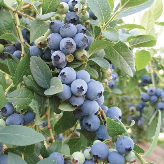 Bountiful Blue Blueberry® 2 Gallon Roger's Gardens