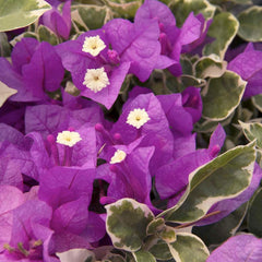 Bougainvillea 'Blueberry Ice' - Blueberry Ice Bougainvillea - Staked - 1 Gallon