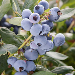 Sunshine Blue Blueberry - 2 Gallon