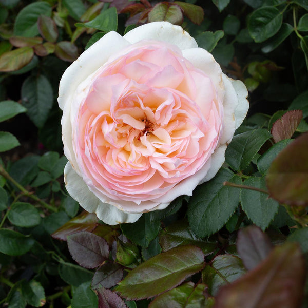 Bolero_e7b3dda6-bd6d-4eab-bbcc