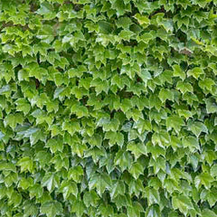 Parthenocissus 'Veitchii' - Boston Ivy - 5 Gallon